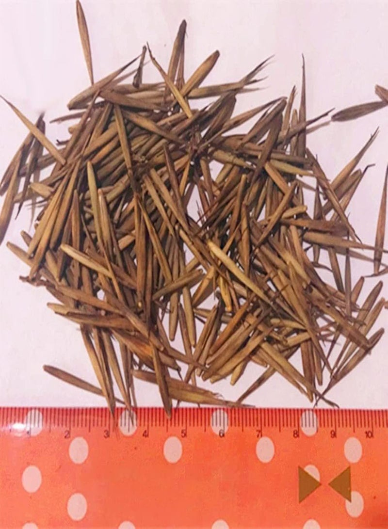 جي جوت 500 قطعة من بذور البونساي سهلة العناية وسهلة الإنبات وخفيفة الوزن من بذور الخيزران الطبيعية المختلطة للحدائق المنزلية الخارجية - Image 5