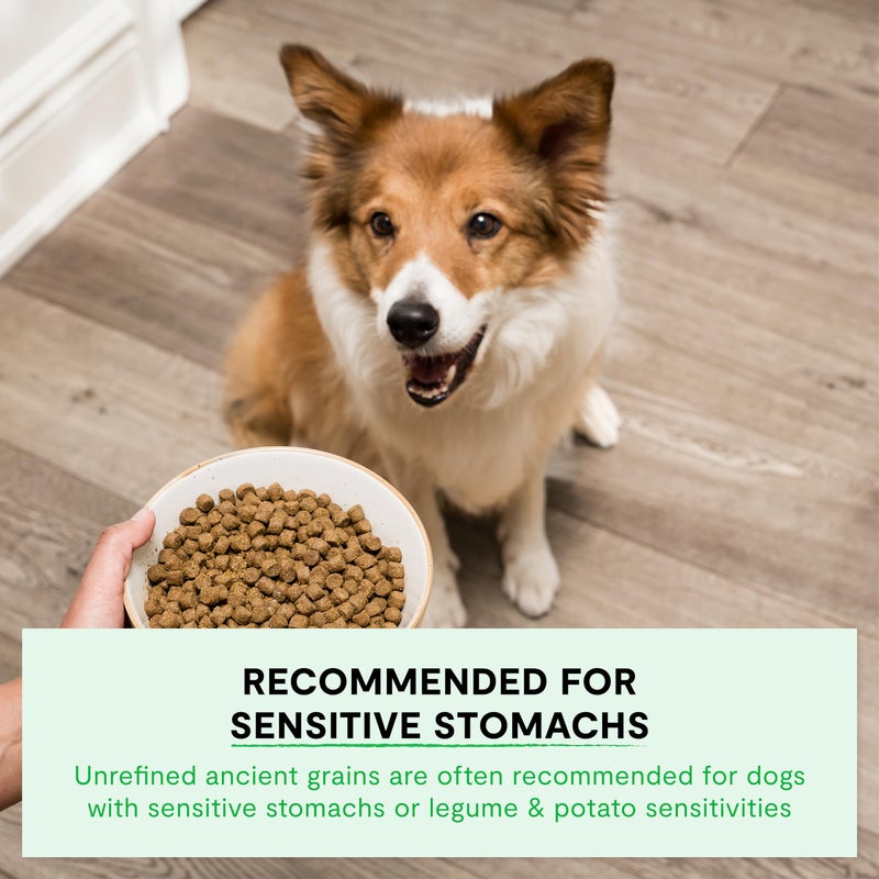 Open Farm, Ancient Grains Dry Dog Food, Protein-Rich & Nutrient Dense, 90% Animal Protein Mixed with Non-GMO Fruits, Veggies and Superfoods, New Zealand Venison Recipe, 4lb Bag - Image 4