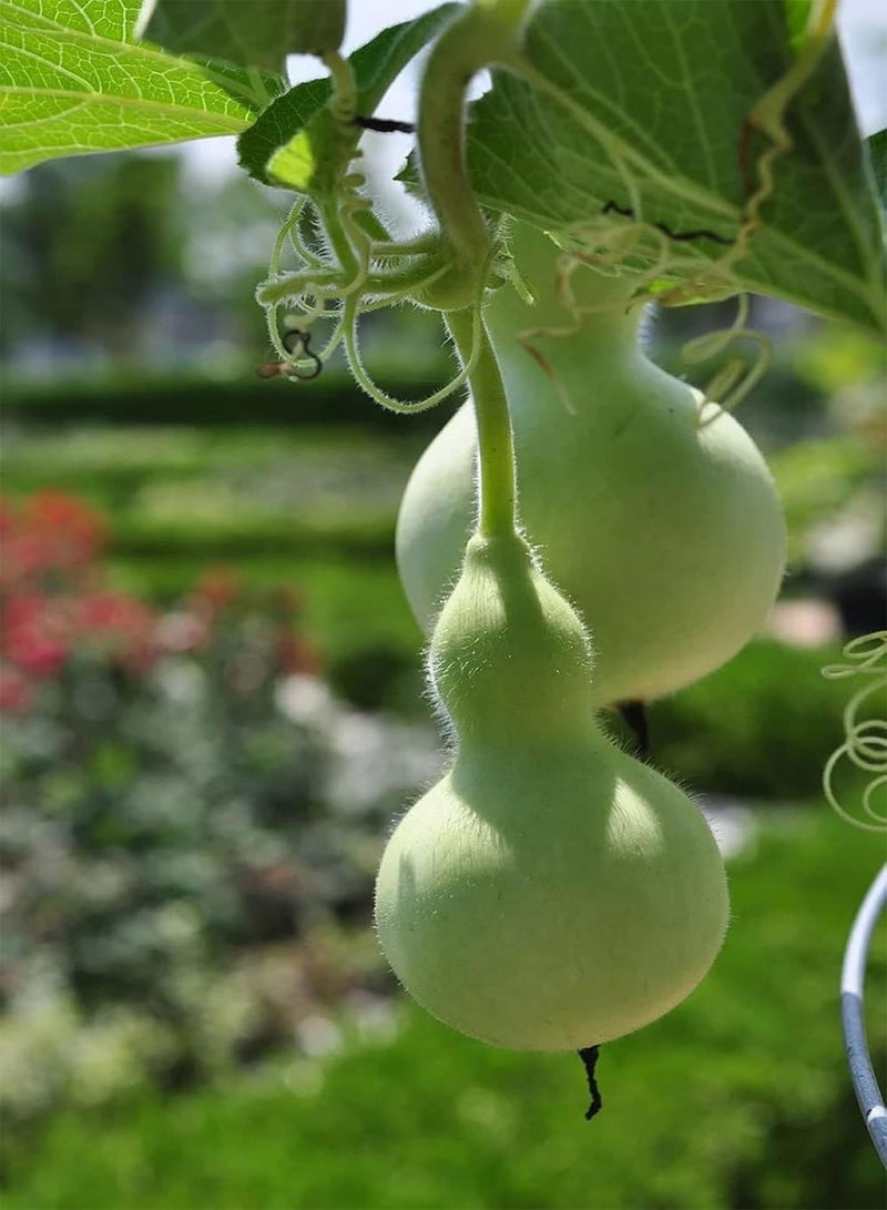 GGOOT Birdhouse Gourd Seeds - 60+ Count Packet - for 2024 Non GMO Bird House Bottle Garden Calabash Pumpkin Chinese Buddha Squash - Image 3