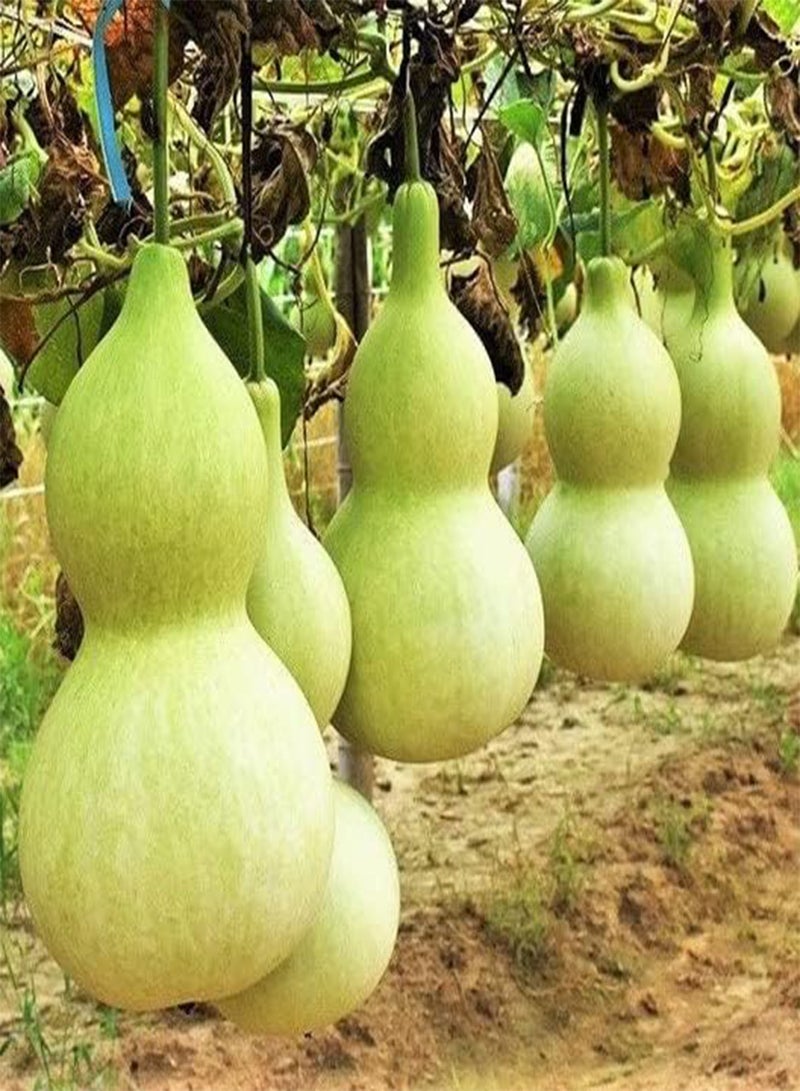 GGOOT Birdhouse Gourd Seeds - 60+ Count Packet - for 2024 Non GMO Bird House Bottle Garden Calabash Pumpkin Chinese Buddha Squash - Image 1