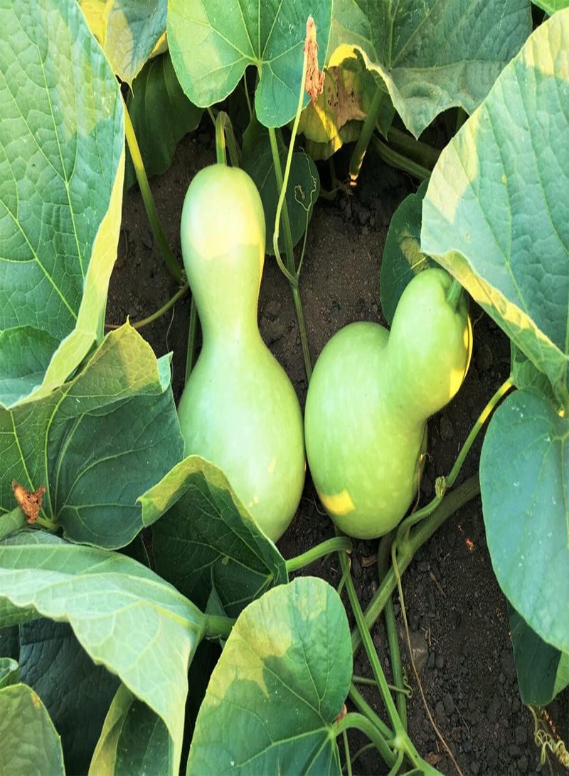 GGOOT Birdhouse Gourd Seeds - 60+ Count Packet - for 2024 Non GMO Bird House Bottle Garden Calabash Pumpkin Chinese Buddha Squash - Image 2