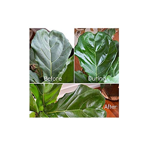 Floralife Leafshine 750ml Scent Free Clear Spray for Plants and Flowers - Image 3