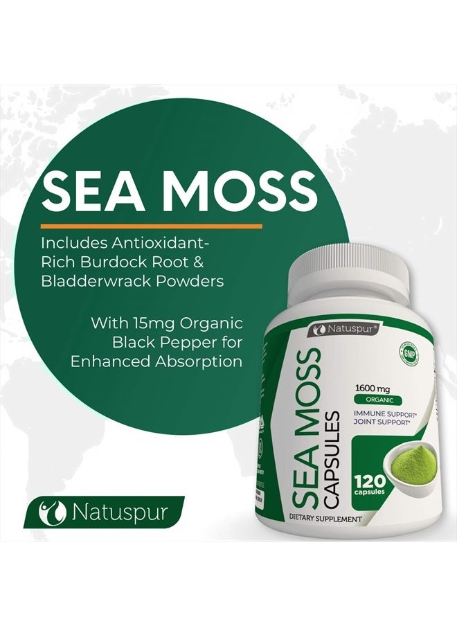Natuspur - Organic Irish Sea Moss 2315mg Bladderwrack and Burdock Root with Black Pepper Prebiotic Super Food for - Joint, Digestive Health, Thyroid, Healthy Skin, Gut & Immune Support – 120 Capsules - Image 1