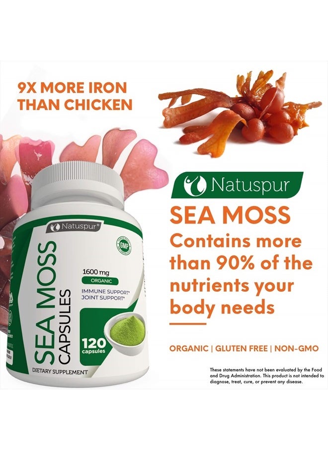 Natuspur - Organic Irish Sea Moss 2315mg Bladderwrack and Burdock Root with Black Pepper Prebiotic Super Food for - Joint, Digestive Health, Thyroid, Healthy Skin, Gut & Immune Support – 120 Capsules - Image 1