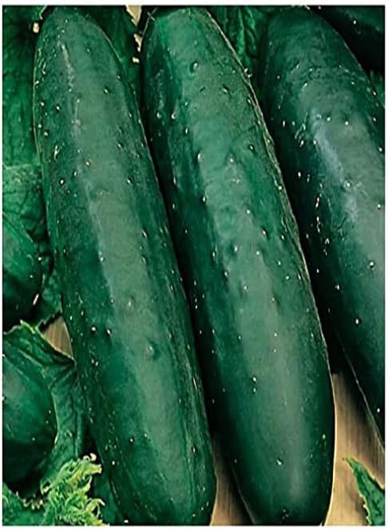 جي جوت ٥٠ بذرة خيار من ماركتمور ٧٦ | غير معدلة وراثيًا | بذور إرثية | بذور حدائق - Image 1