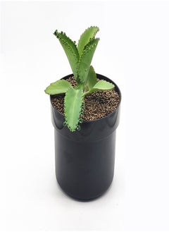 Generic Iron Flower Pot Hidden Safe Secret Safe Compartment Lock Box Hideaway Storage Money Keys and Other Valuables Waterproof Corrosion  - Image 3