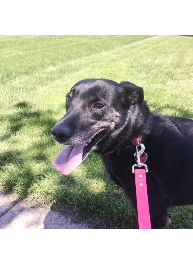 خطافات دوارة، 20 قطعة معدنية شديدة التحمل بمشبك على شكل عين مربعة مشبك الزناد متعدد الأغراض - أفضل لإبزيم الحيوانات الأليفة الربيعي، سلسلة مفاتيح لربط طوق مقود الكلب، مشروع الحرف اليدوية