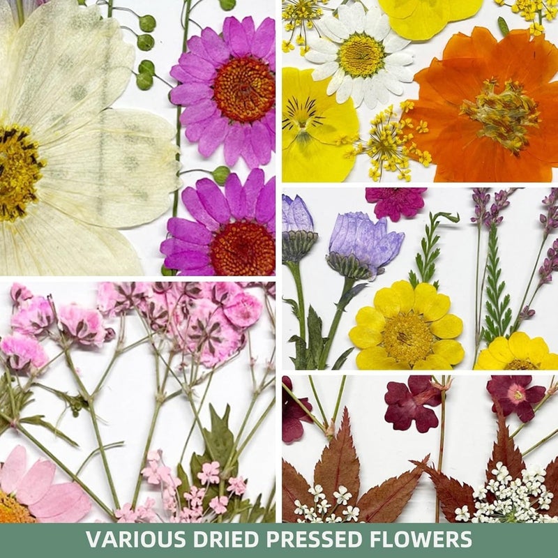 Resin crafting: natural dried pressed flowers, assorted colors, 60PCS real botanicals for jewelry, candles, soap, nails, scrapbooking, and DIY art molds - Image 4