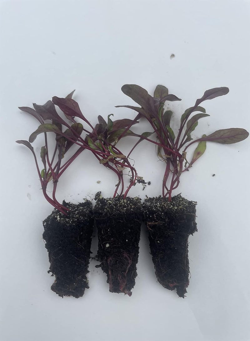 GGOOT Beetroot Plug Plants "Grow Your Own" Vegetables from our Premium Quality Plants 'Ready to Plant Now' Young Vegetable Plants (6 plugs, 18 plants) - Image 3