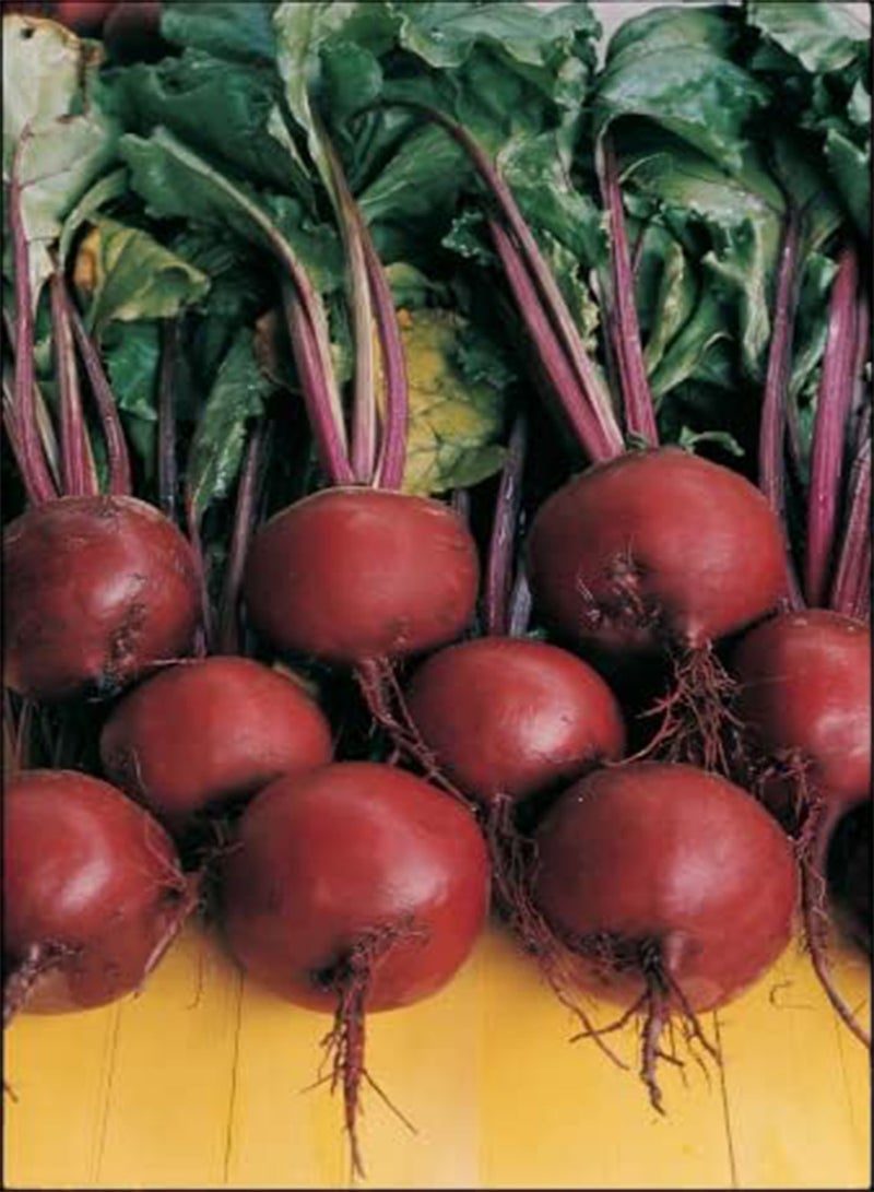 GGOOT Beetroot Plug Plants "Grow Your Own" Vegetables from our Premium Quality Plants 'Ready to Plant Now' Young Vegetable Plants (6 plugs, 18 plants) - Image 1