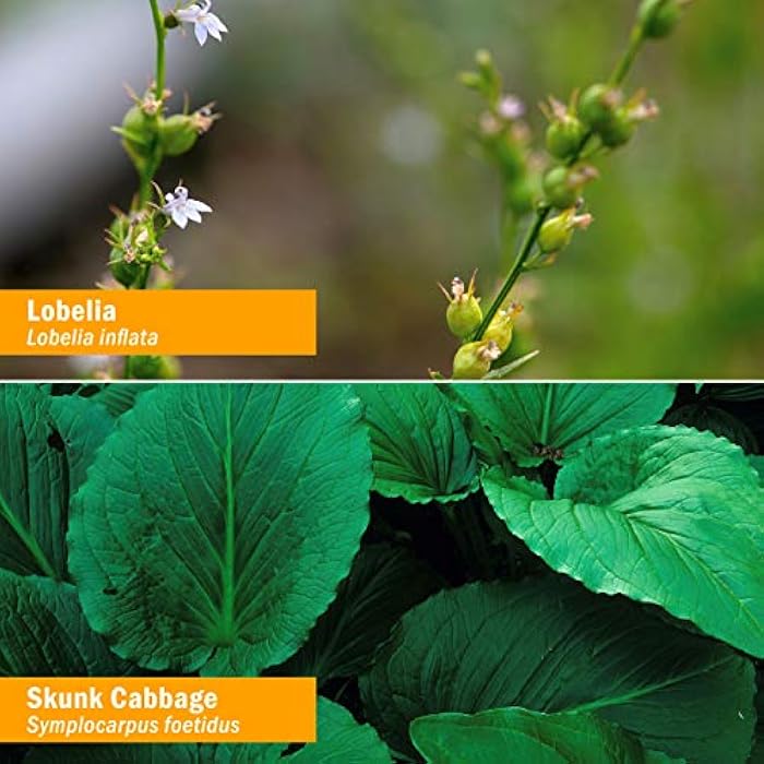 Herb Pharm Muscle Calmer Liquid Herbal Formula for Musculoskeletal System Support - 1 Ounce - Image 2