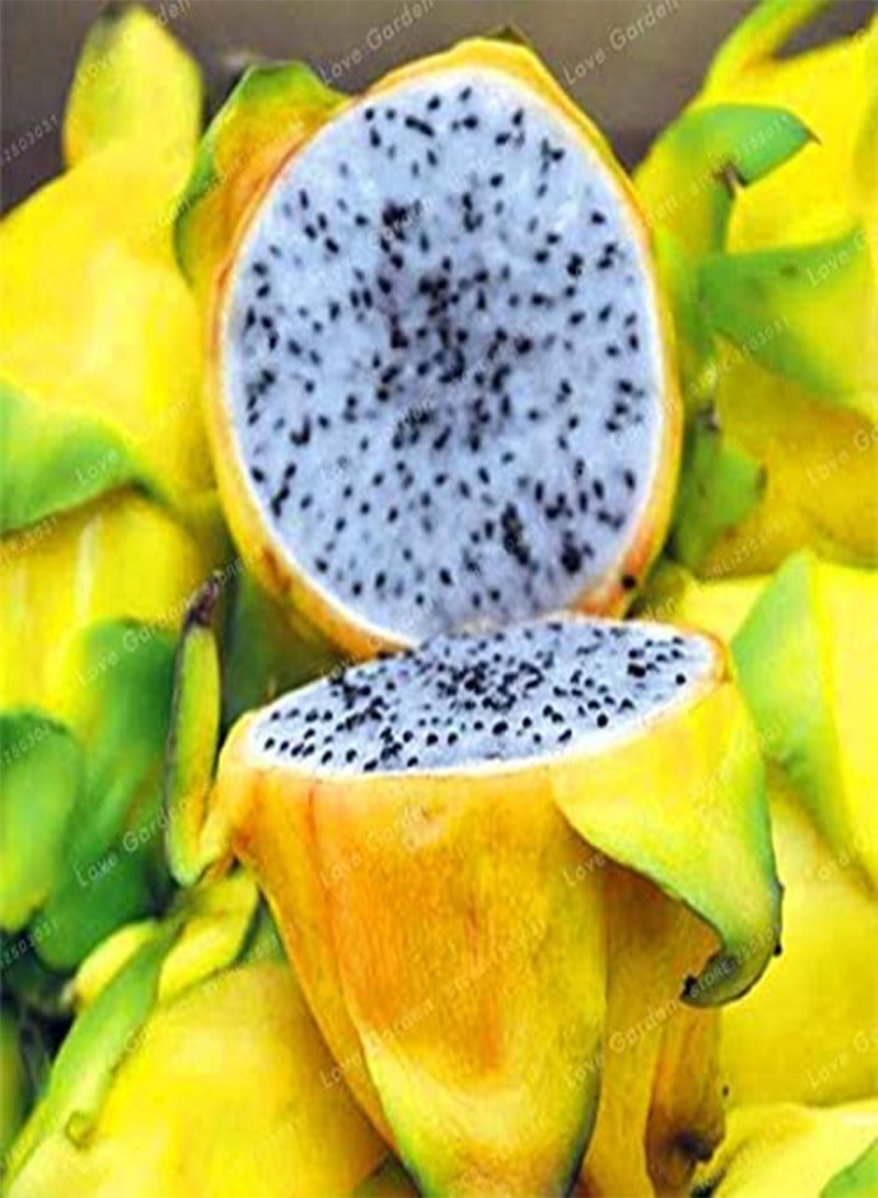 جي جوت بذور فاكهة البيتايا الصفراء 100 قطعة - Image 2