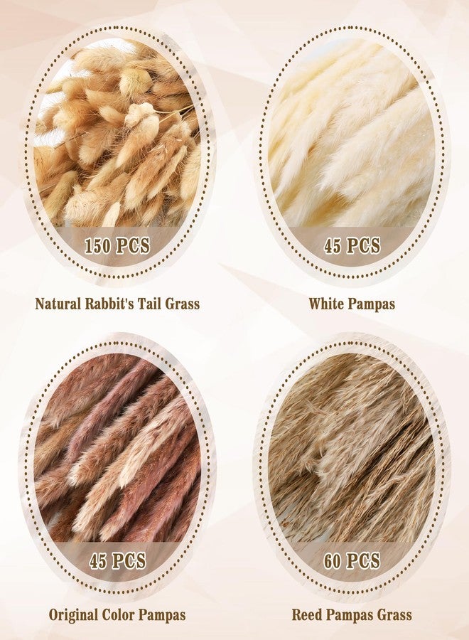 Huiguli باقة من 300 قطعة من عشب البامباس المجفف، ديكور عشب البامباس الطبيعي لحفلات الزفاف البوهيمية، باقات زهور مجففة لتنسيقات المزهريات في غرف المعيشة العصرية والمكاتب وحفلات المنازل الريفية - Image 3