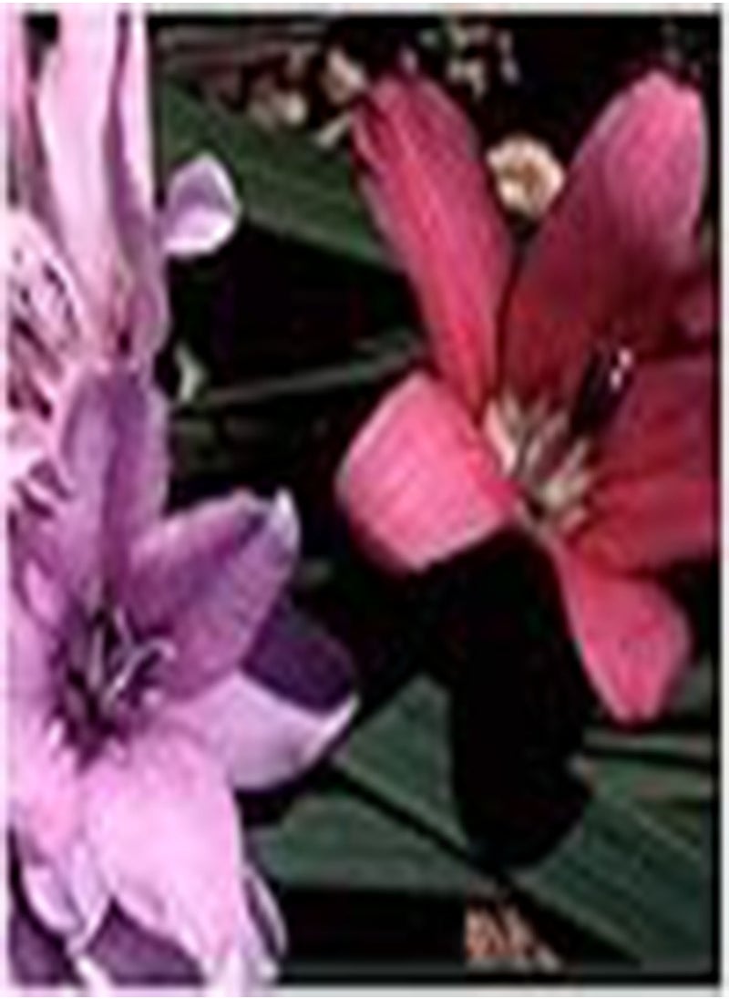 GGOOT - 35 x Dierama Plant World Jewels Flower Hardy Perennial Seeds - Image 1