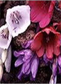 35 x Dierama Plant World Jewels Flower Hardy Perennial Seeds