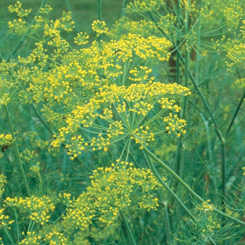 Burpee Bouquet Organic Dill Seeds 900 seeds - Image 1