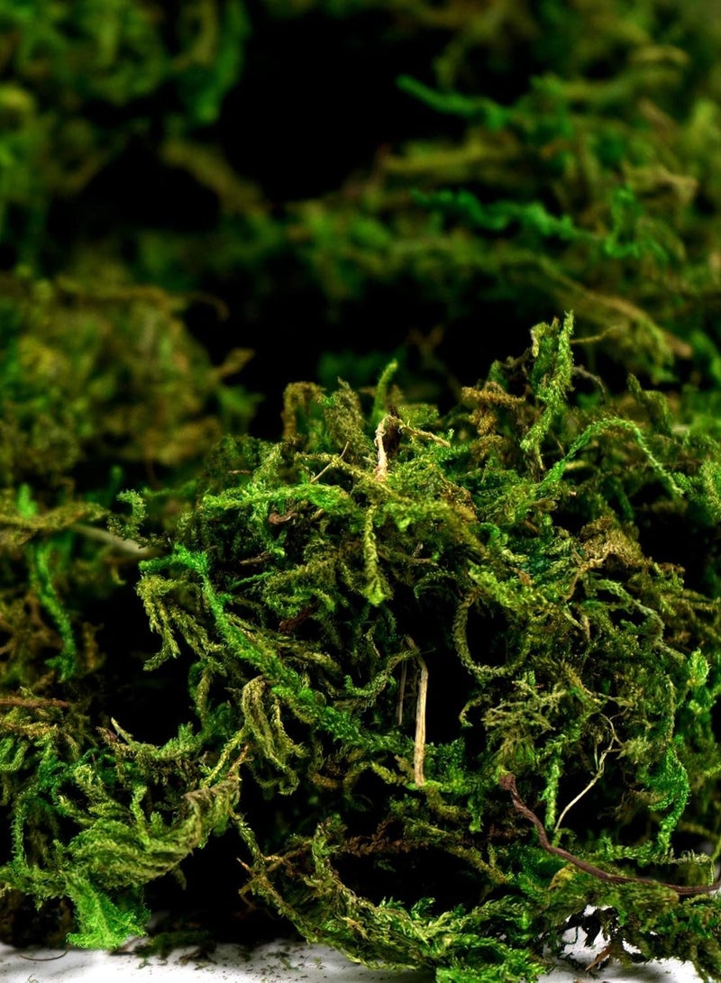 ماركة غير محددة 𝐅𝐅𝐃 جرام من الطحالب الصناعية الخضراء المزيفة، طحلب الرنة المحفوظ عالي الجودة للقطع المركزية، والتنسيقات الزهرية، والأحواض الزجاجية، والحرف اليدوية، مقاوم للبهتان، ولا يحتاج إلى صيانة، ديكور منزلي وحديقة  - Image 4