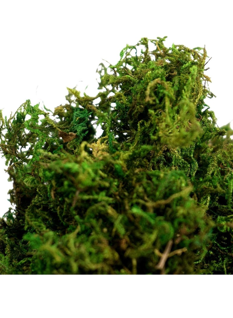 ماركة غير محددة 𝐅𝐅𝐃 جرام من الطحالب الصناعية الخضراء المزيفة، طحلب الرنة المحفوظ عالي الجودة للقطع المركزية، والتنسيقات الزهرية، والأحواض الزجاجية، والحرف اليدوية، مقاوم للبهتان، ولا يحتاج إلى صيانة، ديكور منزلي وحديقة  - Image 3