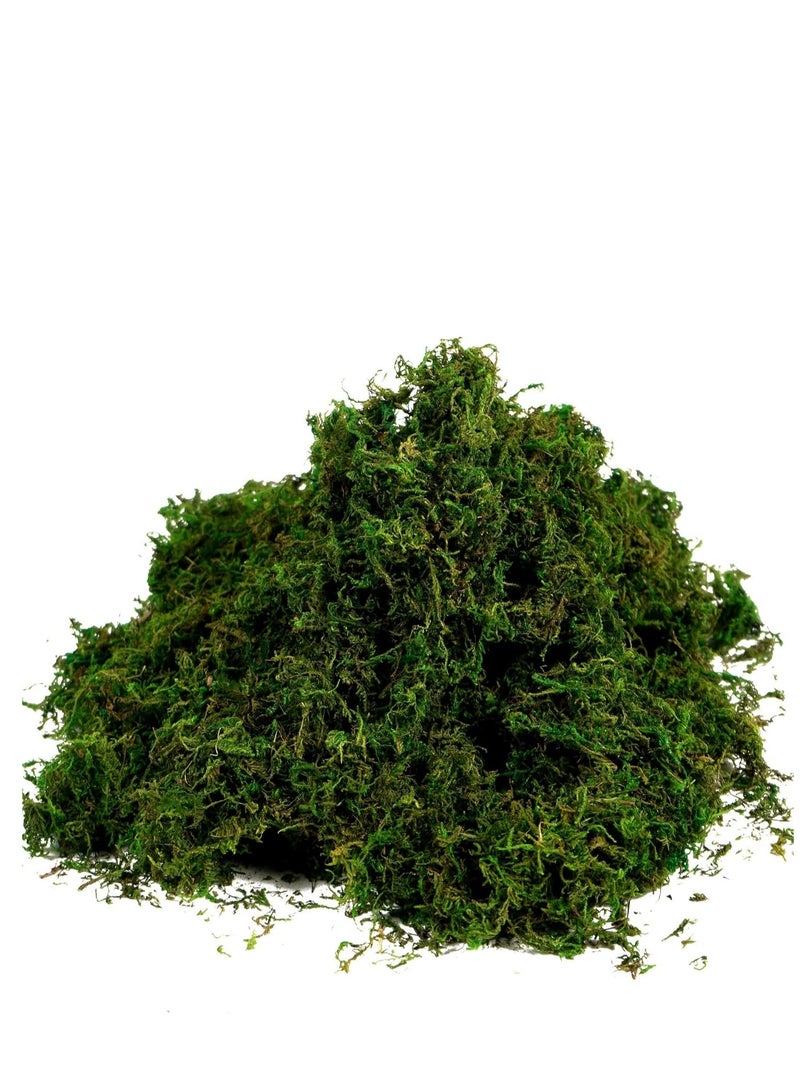 ماركة غير محددة 𝐅𝐅𝐃 جرام من الطحالب الصناعية الخضراء المزيفة، طحلب الرنة المحفوظ عالي الجودة للقطع المركزية، والتنسيقات الزهرية، والأحواض الزجاجية، والحرف اليدوية، مقاوم للبهتان، ولا يحتاج إلى صيانة، ديكور منزلي وحديقة  - Image 1