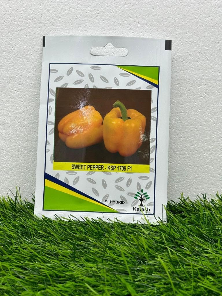 Kalash Sweet Pepper KSP 1709 F1 Hybrid Premium Quality Seeds - 50 Seeds