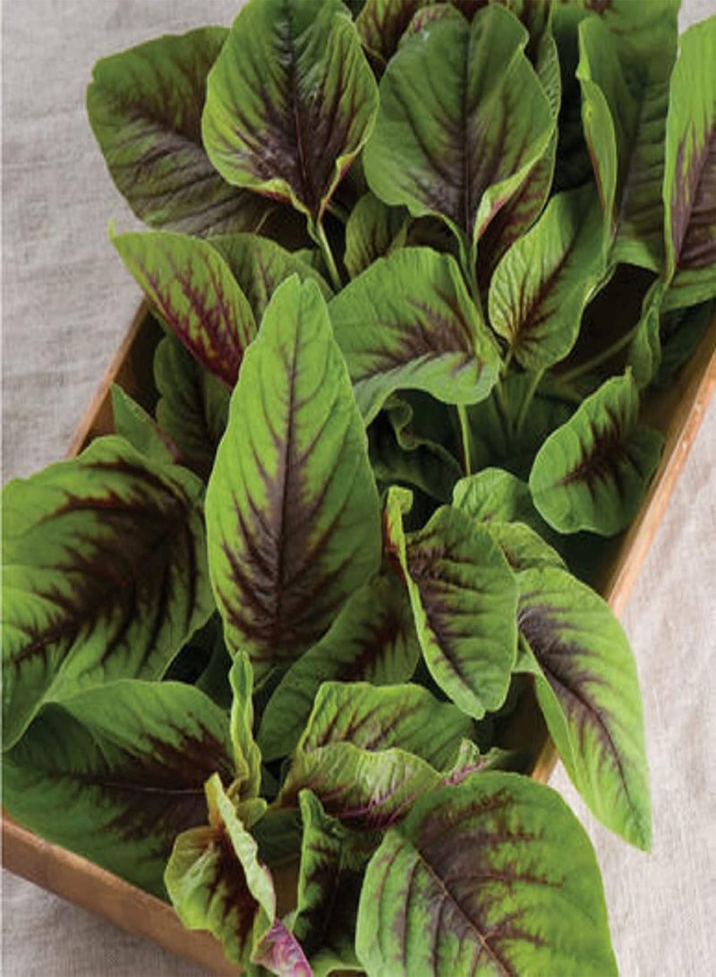 GGOOT 10 Gram Amaranthus Tricolor ‘Red Beauty’,Joseph's Coat,Edible Amaranth Seed Green Non-GMO Vegetable High Germination Rate - Image 5