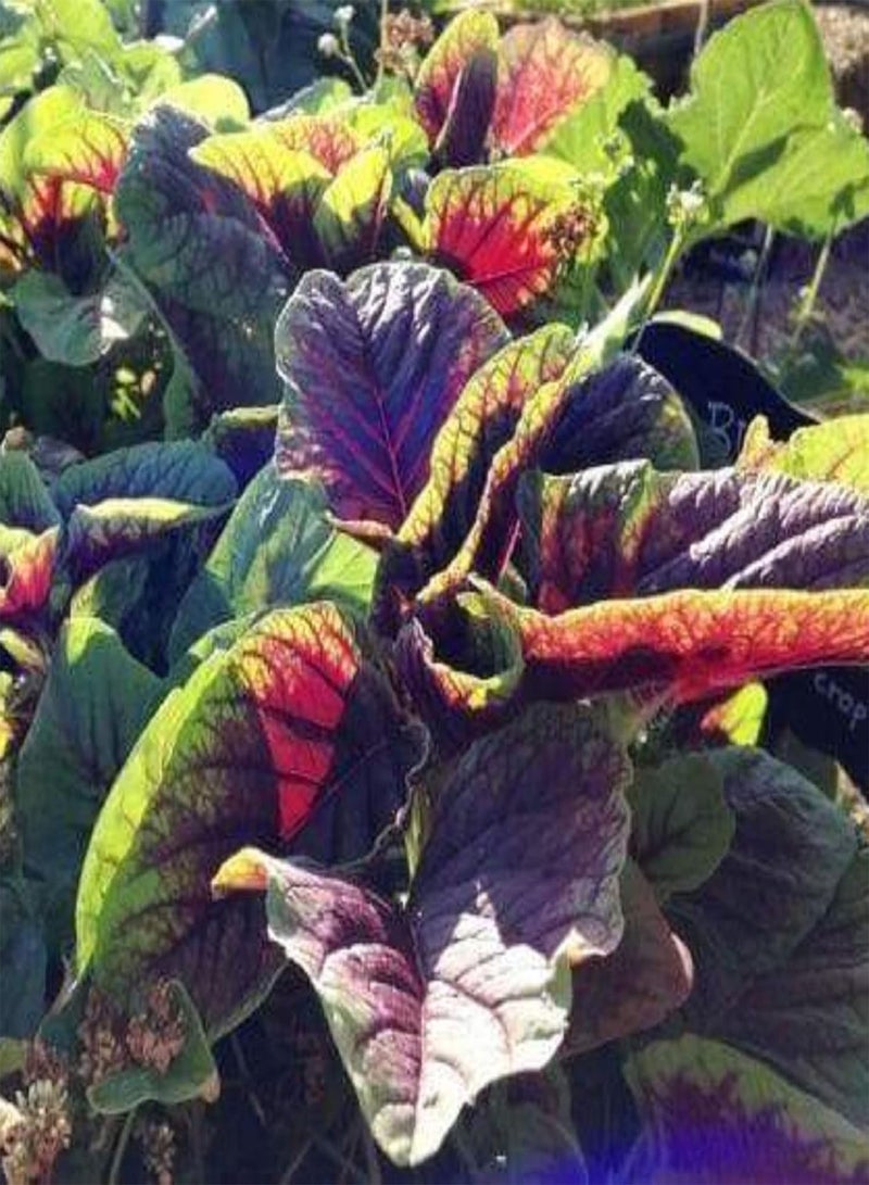 GGOOT 10 Gram Amaranthus Tricolor ‘Red Beauty’,Joseph's Coat,Edible Amaranth Seed Green Non-GMO Vegetable High Germination Rate - Image 1
