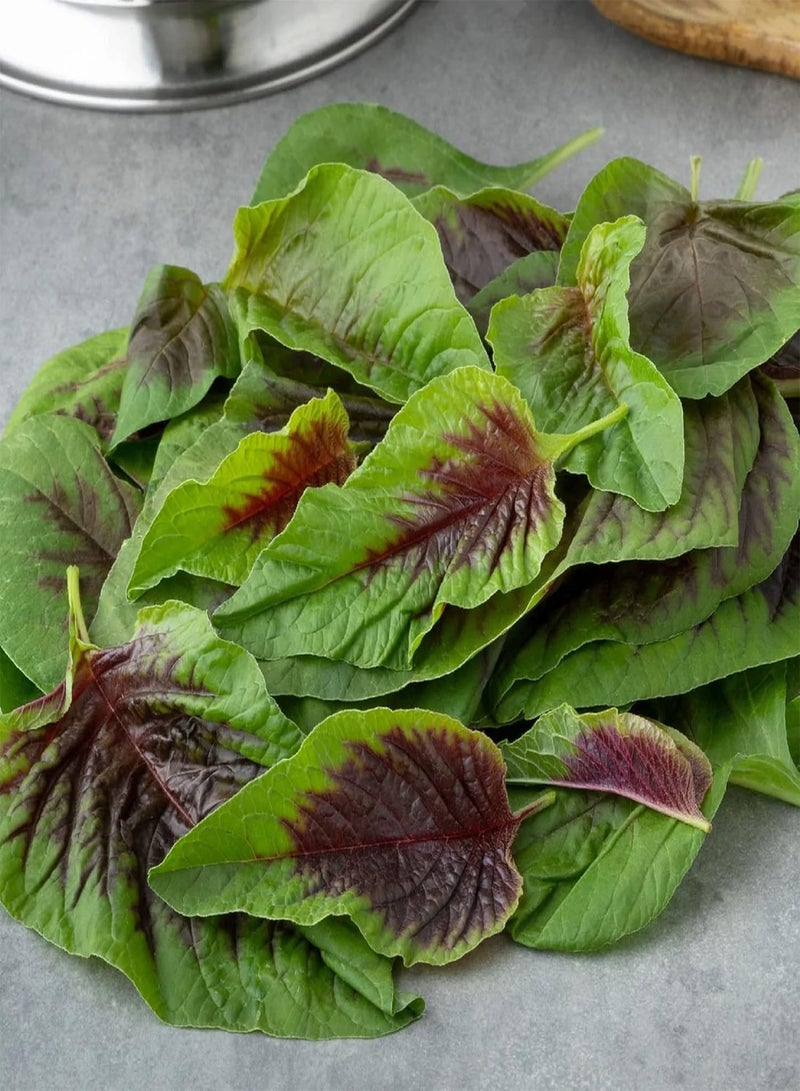 GGOOT 10 Gram Amaranthus Tricolor ‘Red Beauty’,Joseph's Coat,Edible Amaranth Seed Green Non-GMO Vegetable High Germination Rate - Image 2