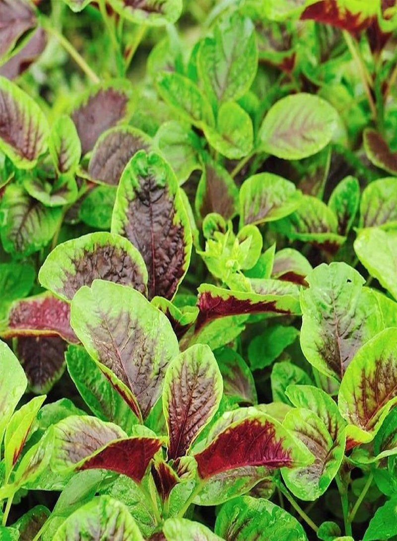GGOOT 10 Gram Amaranthus Tricolor ‘Red Beauty’,Joseph's Coat,Edible Amaranth Seed Green Non-GMO Vegetable High Germination Rate - Image 4