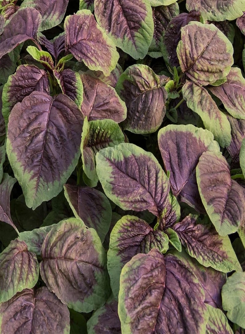 GGOOT 10 Gram Amaranthus Tricolor ‘Red Beauty’,Joseph's Coat,Edible Amaranth Seed Green Non-GMO Vegetable High Germination Rate - Image 3