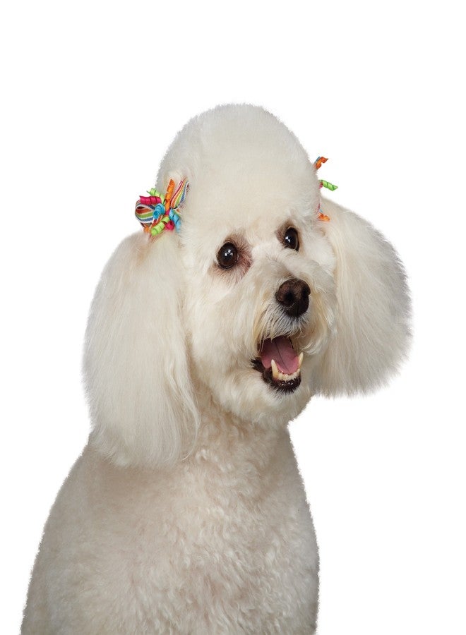 Aria Celebration Barettes for Dogs, 40-Piece Canisters - Image 3