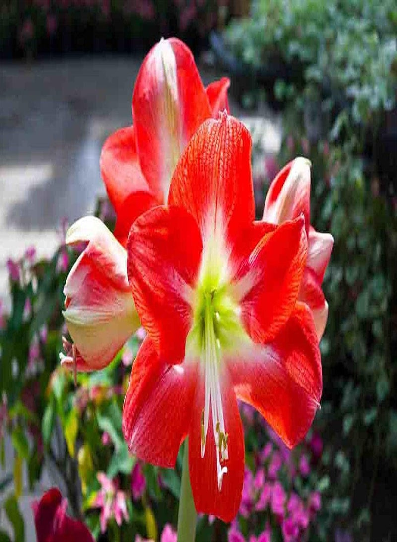 GGOOT 2Pcs Amaryllis seeds Bright Red Flowers Brilliant Colors Charming Aroma Green Courtyard Decoration Easy to Plant and Cultivate - Image 2