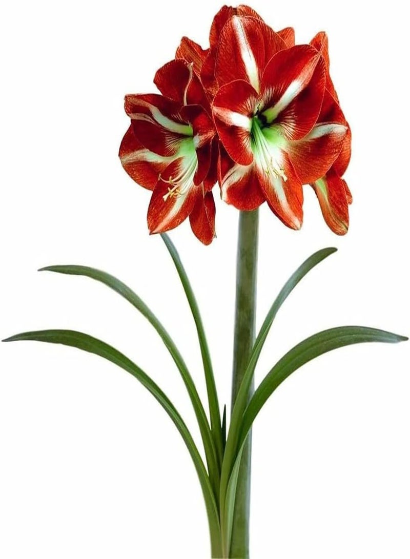 GGOOT 2Pcs Amaryllis seeds Bright Red Flowers Brilliant Colors Charming Aroma Green Courtyard Decoration Easy to Plant and Cultivate - Image 1