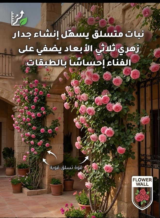 بذور ورد مزدوجة البتلات تزهر طوال الفصول الأربعة - نباتات معمرة سريعة النمو - Image 5