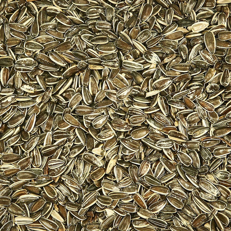 Kaytee Striped Sunflower Seeds For Blue Jays, Woodpeckers, Finches & Other Wild Birds, 5 Pounds - Image 2