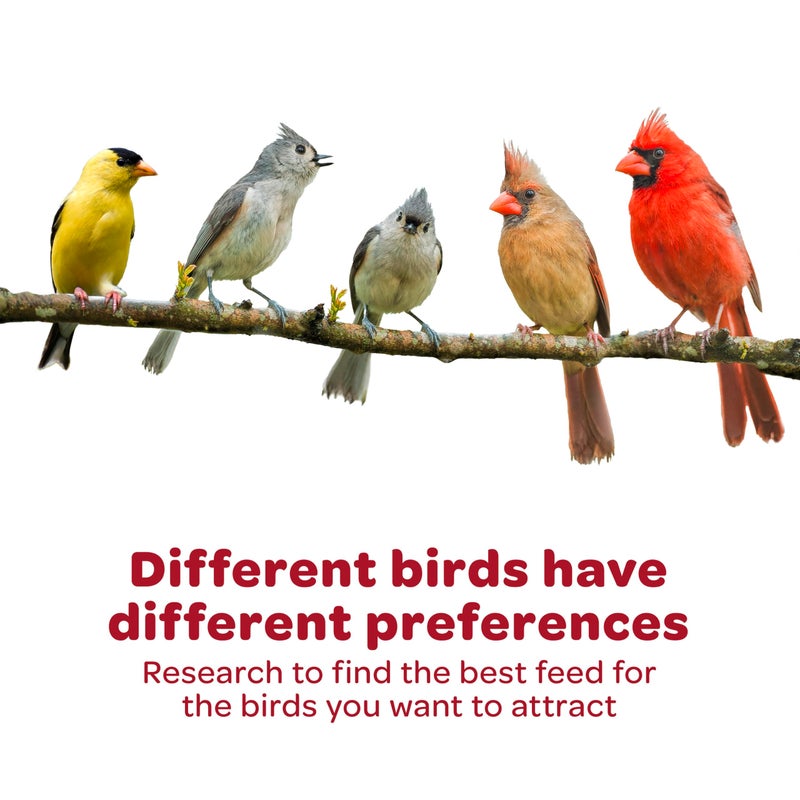 Kaytee Striped Sunflower Seeds For Blue Jays, Woodpeckers, Finches & Other Wild Birds, 5 Pounds - Image 3