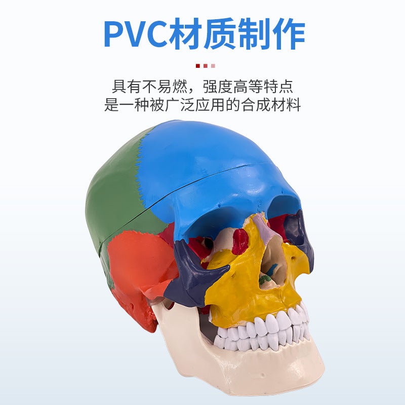 1 To 1 Head Human Skull Natural Large Adult Skull Teaching Medical Beauty Skull Skull Skull Model - Image 3