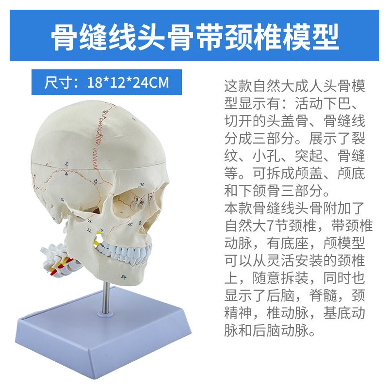 1 To 1 Head Human Skull Natural Large Adult Skull Teaching Medical Beauty Skull Skull Skull Model - Image 1
