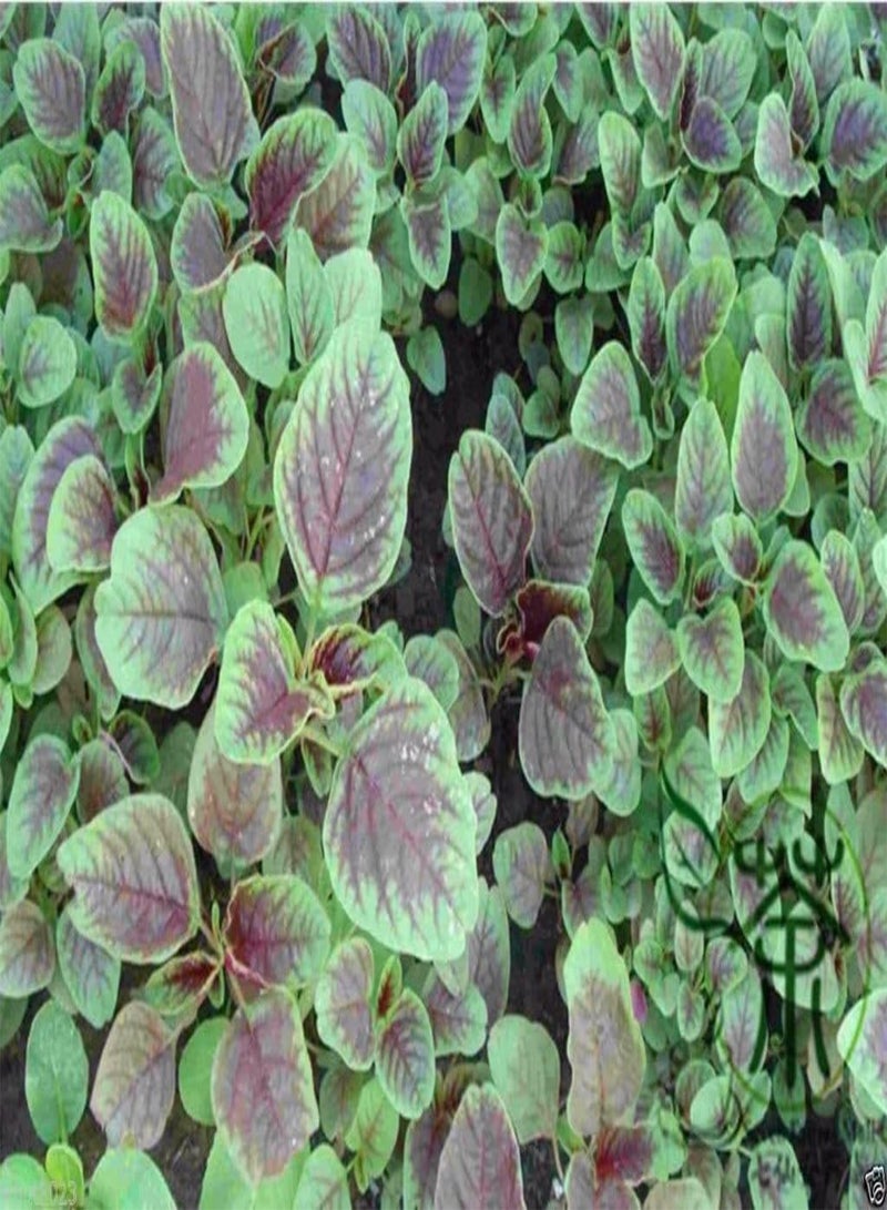 GGOOT CHINESE SPINACH SEEDS- Edible Amaranth, Red Stripe Leaf -Jamaican Red Calla-loo!(300 Seeds) - Image 2
