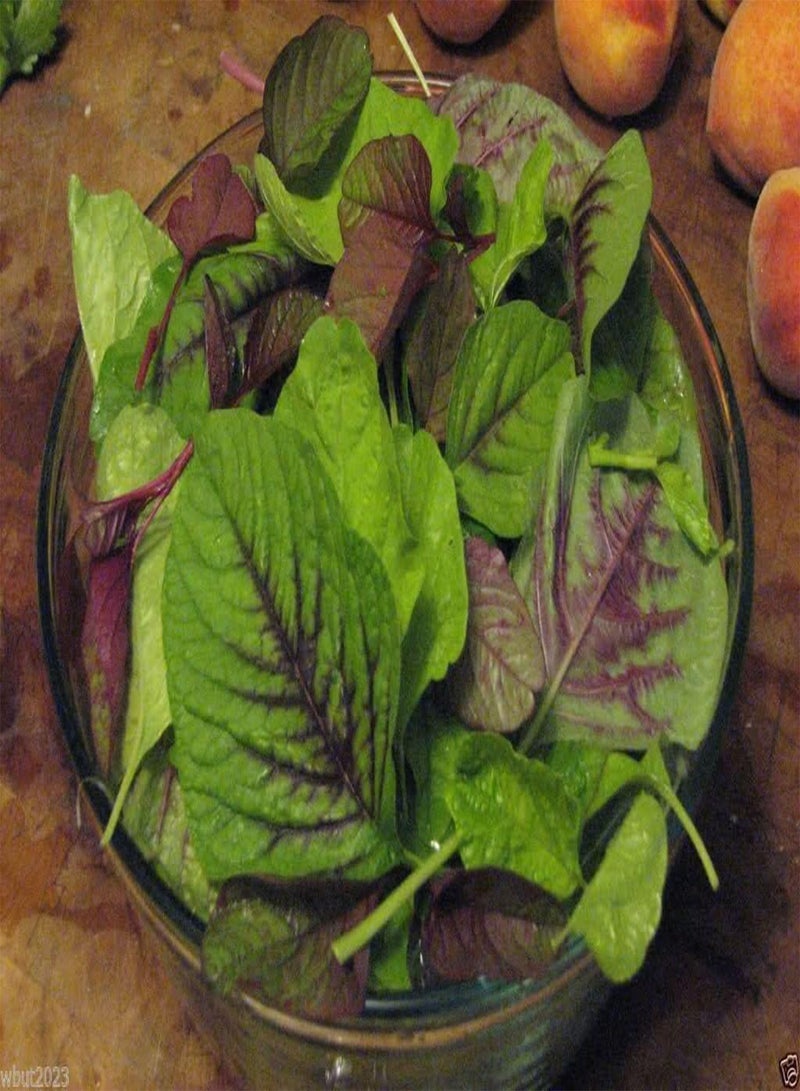 GGOOT CHINESE SPINACH SEEDS- Edible Amaranth, Red Stripe Leaf -Jamaican Red Calla-loo!(300 Seeds) - Image 4