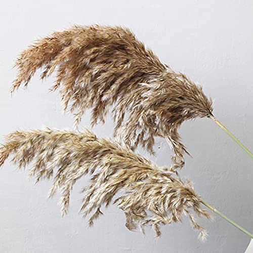 Generic Dried Reed Pampas Grass Natural Photography Prop Dried Plant Bunch for Wedding Dried Reed Stems Khaki  - Image 2
