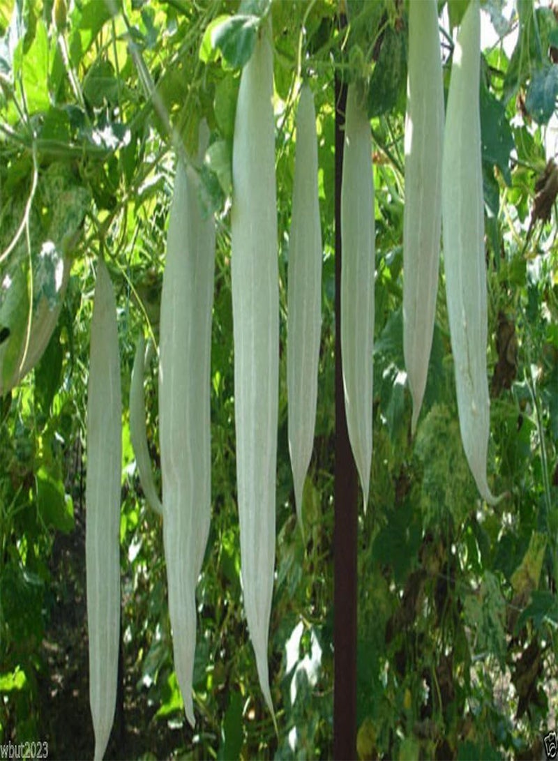 GGOOT Snake Gourd (Serpent Gourd - White Glory) 10 Seeds ~ Very Rare ! - Image 2