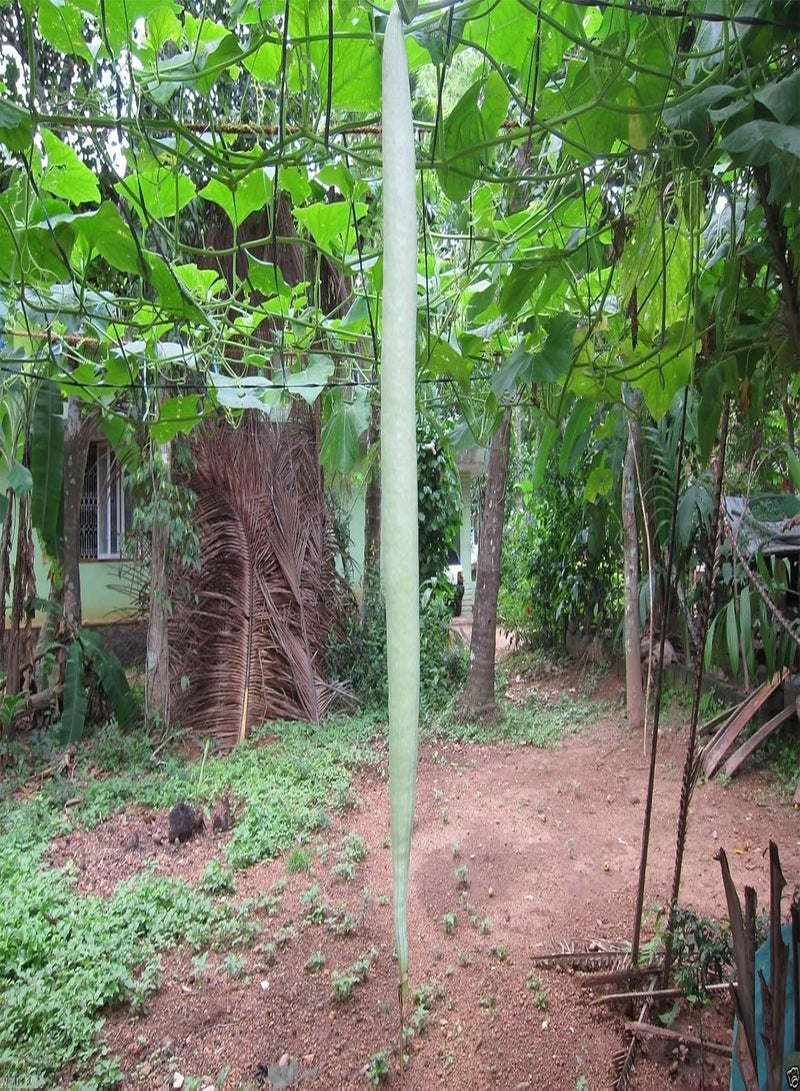 GGOOT Snake Gourd (Serpent Gourd - White Glory) 10 Seeds ~ Very Rare ! - Image 1
