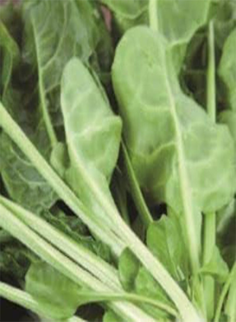 GGOOT 129 Seeds of Spinach Beet Perpetual, Garden Treasures Fresh Herbs Vegetable Fruit