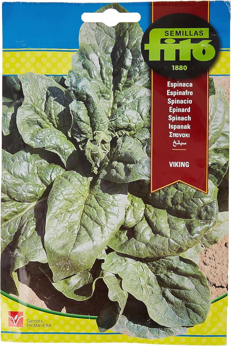 Fito Spinach Viking Seeds for Planting, Premium Leafy Vegetable Seeds for Indoor & Outdoor Gardening, Fast Growing Spinach Plant, Nutrient Rich Green Leaves for Cooking Salads & Home Garden - Image 1