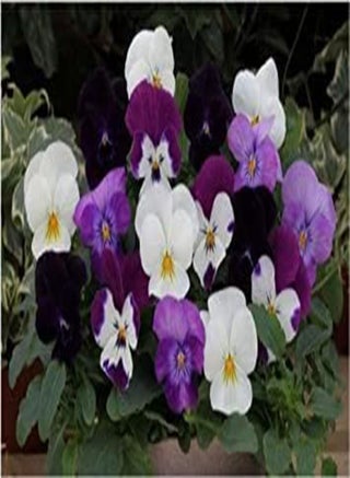 25 semi di Trailing Pansy Freefall Moonlight Mix   Hanging Basket Viola del pensiero:seeds - pzsku/Z9EBF1920F42CBB5848D2Z/45/_/1740894425/f825aa27-deae-4e1f-945a-63898b9b0c0b