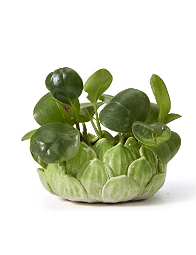SEINHIJO Indoor Planter Ceramic Succulent Cactus Pot Flower Gift Modern Decor Art for Living Room Office Home Green 7.1inch - Image 1