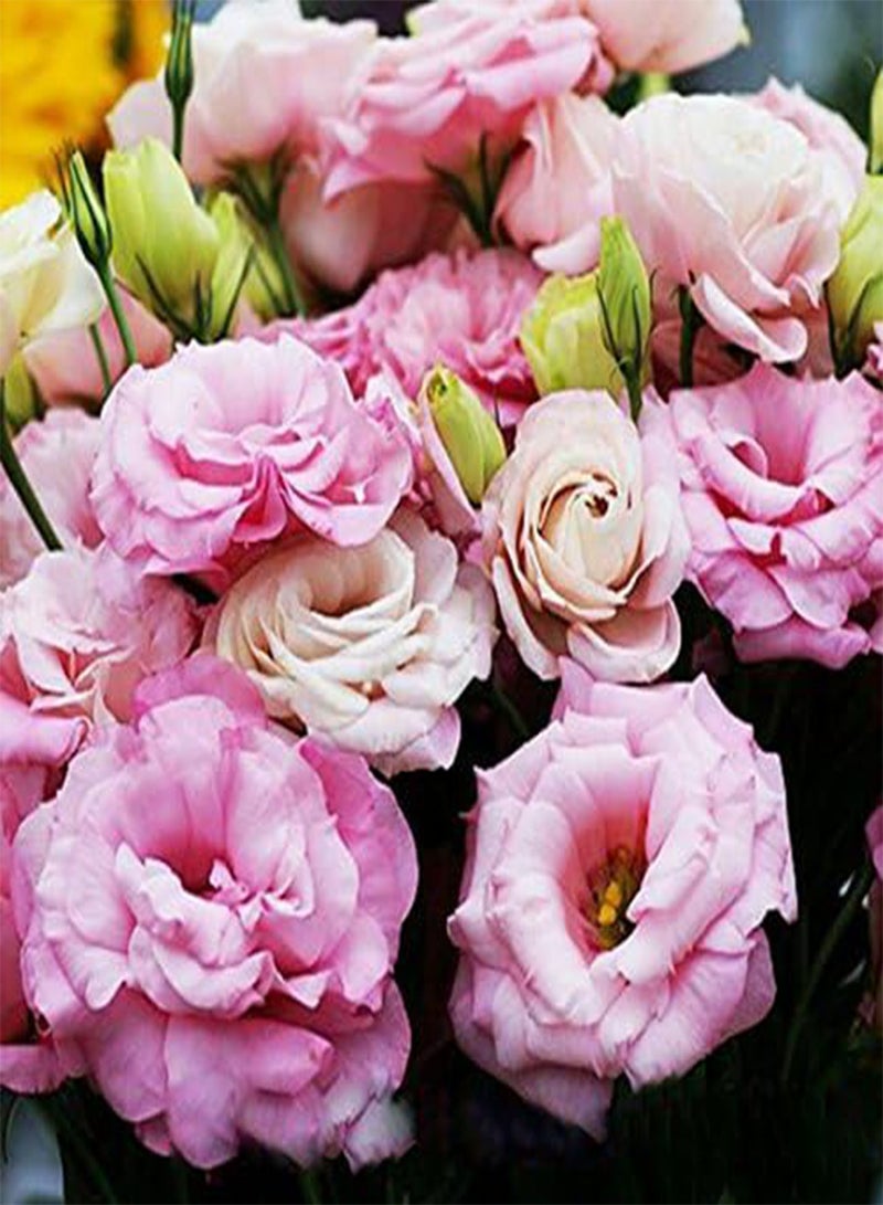 جي جوت بذور يوستوما حمراء جميلة جدًا ونادرة، نباتات مزهرة معمرة، ليسيانثوس متعدد الألوان، للاستخدام المنزلي والحديقة، 100 بذرة - Image 3