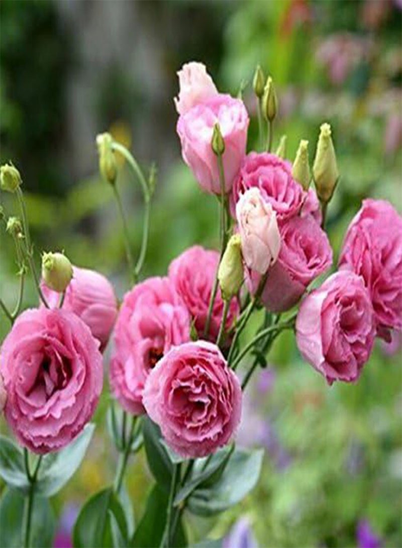 جي جوت بذور يوستوما حمراء جميلة جدًا ونادرة، نباتات مزهرة معمرة، ليسيانثوس متعدد الألوان، للاستخدام المنزلي والحديقة، 100 بذرة - Image 2