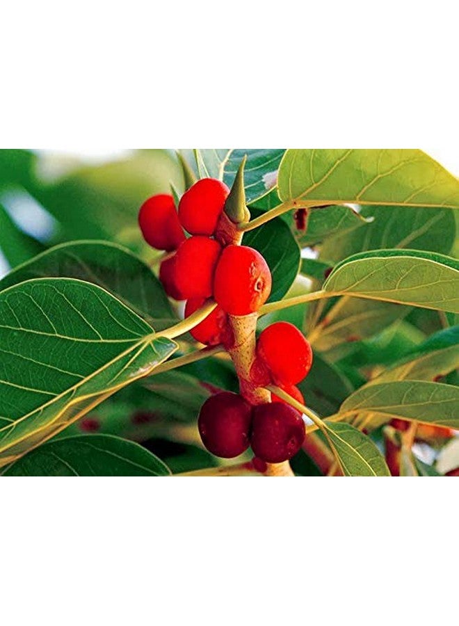 Neotea Banyan Fruit Powder | Aalam Pazham | Bargad Fruit | Indian Fig | Marri Udala Pallu | Aal Fruit Powder | Natural Herbal Supplement for Wellness | 100% Pure & Authentic | No Additives 500 GM - Image 2