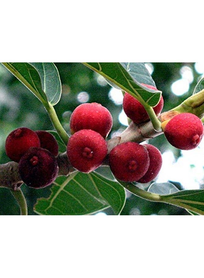 Neotea Banyan Fruit Powder | Aalam Pazham | Bargad Fruit | Indian Fig | Marri Udala Pallu | Aal Fruit Powder | Natural Herbal Supplement for Wellness | 100% Pure & Authentic | No Additives 500 GM - Image 3